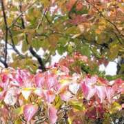 ヒメ日記 2025/11/18 19:34 投稿 田村美紀 五十路マダム 岐阜店