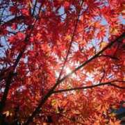 ヒメ日記 2025/11/19 05:30 投稿 田村美紀 五十路マダム 岐阜店