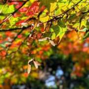 ヒメ日記 2025/11/19 19:32 投稿 田村美紀 五十路マダム 岐阜店