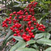 ヒメ日記 2025/11/20 19:10 投稿 田村美紀 五十路マダム 岐阜店