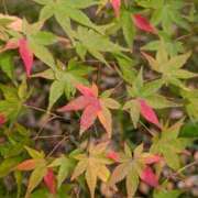 ヒメ日記 2025/11/22 05:30 投稿 田村美紀 五十路マダム 岐阜店