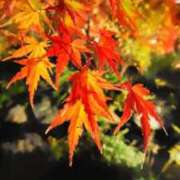 ヒメ日記 2025/11/22 18:32 投稿 田村美紀 五十路マダム 岐阜店