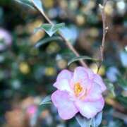 ヒメ日記 2025/11/22 22:06 投稿 田村美紀 五十路マダム 岐阜店