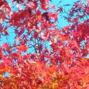 ヒメ日記 2025/11/23 07:32 投稿 田村美紀 五十路マダム 岐阜店