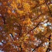 ヒメ日記 2025/11/23 18:04 投稿 田村美紀 五十路マダム 岐阜店