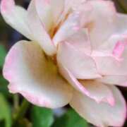 ヒメ日記 2025/11/23 18:08 投稿 田村美紀 五十路マダム 岐阜店