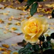 ヒメ日記 2025/11/24 10:40 投稿 田村美紀 五十路マダム 岐阜店