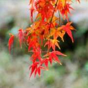 ヒメ日記 2025/11/24 22:24 投稿 田村美紀 五十路マダム 岐阜店