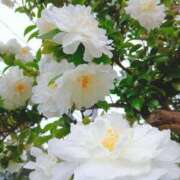 ヒメ日記 2025/11/28 05:30 投稿 田村美紀 五十路マダム 岐阜店