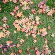 ヒメ日記 2025/11/29 17:54 投稿 田村美紀 五十路マダム 岐阜店