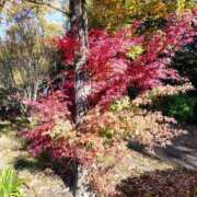 ヒメ日記 2025/11/30 19:32 投稿 田村美紀 五十路マダム 岐阜店