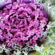 ヒメ日記 2025/12/01 05:30 投稿 田村美紀 五十路マダム 岐阜店