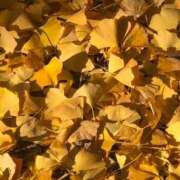 ヒメ日記 2025/12/01 19:32 投稿 田村美紀 五十路マダム 岐阜店