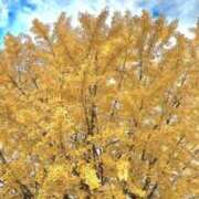 ヒメ日記 2025/12/02 19:16 投稿 田村美紀 五十路マダム 岐阜店