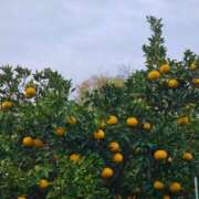 ヒメ日記 2025/12/03 20:02 投稿 田村美紀 五十路マダム 岐阜店