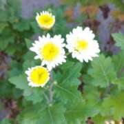 ヒメ日記 2025/12/04 18:22 投稿 田村美紀 五十路マダム 岐阜店