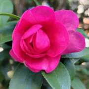 ヒメ日記 2025/12/05 05:30 投稿 田村美紀 五十路マダム 岐阜店