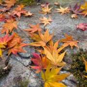 ヒメ日記 2025/12/06 06:20 投稿 田村美紀 五十路マダム 岐阜店