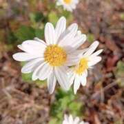 ヒメ日記 2025/12/07 18:46 投稿 田村美紀 五十路マダム 岐阜店