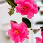 ヒメ日記 2025/12/09 05:30 投稿 田村美紀 五十路マダム 岐阜店