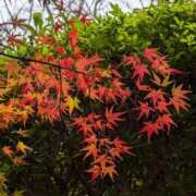 ヒメ日記 2025/12/10 19:02 投稿 田村美紀 五十路マダム 岐阜店