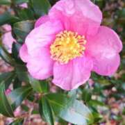 ヒメ日記 2025/12/11 05:30 投稿 田村美紀 五十路マダム 岐阜店