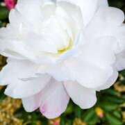 ヒメ日記 2025/12/11 18:50 投稿 田村美紀 五十路マダム 岐阜店