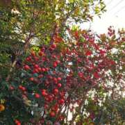 ヒメ日記 2025/12/12 05:30 投稿 田村美紀 五十路マダム 岐阜店