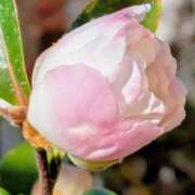 ヒメ日記 2025/12/15 05:30 投稿 田村美紀 五十路マダム 岐阜店