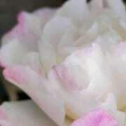 田村美紀 [お題]from:空水さん 五十路マダム 岐阜店