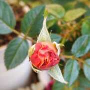 ヒメ日記 2025/12/17 05:30 投稿 田村美紀 五十路マダム 岐阜店