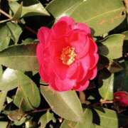 ヒメ日記 2025/12/17 19:16 投稿 田村美紀 五十路マダム 岐阜店