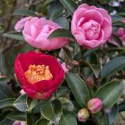 ヒメ日記 2025/12/21 07:02 投稿 田村美紀 五十路マダム 岐阜店