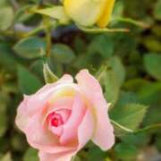 ヒメ日記 2025/12/21 18:08 投稿 田村美紀 五十路マダム 岐阜店