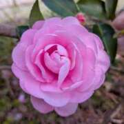 田村美紀 運気が上がる節目の日 五十路マダム 岐阜店