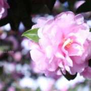 田村美紀 Aちゃん、口コミお礼です 五十路マダム 岐阜店