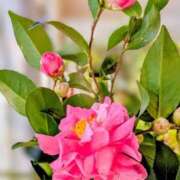 田村美紀 Aさま口コミ、お礼です 五十路マダム 岐阜店