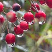 ヒメ日記 2025/12/24 19:16 投稿 田村美紀 五十路マダム 岐阜店