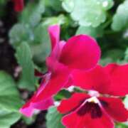 ヒメ日記 2025/12/25 05:30 投稿 田村美紀 五十路マダム 岐阜店