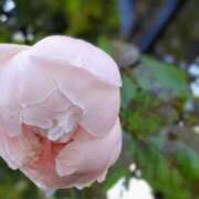 ヒメ日記 2025/12/26 05:30 投稿 田村美紀 五十路マダム 岐阜店