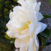 ヒメ日記 2025/12/30 06:20 投稿 田村美紀 五十路マダム 岐阜店