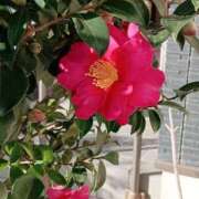 ヒメ日記 2025/12/31 07:38 投稿 田村美紀 五十路マダム 岐阜店