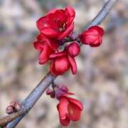 ヒメ日記 2025/12/31 19:02 投稿 田村美紀 五十路マダム 岐阜店