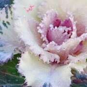 ヒメ日記 2026/01/01 09:26 投稿 田村美紀 五十路マダム 岐阜店