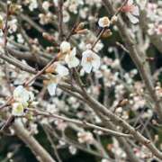 ヒメ日記 2026/01/01 20:16 投稿 田村美紀 五十路マダム 岐阜店