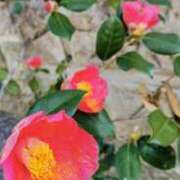 ヒメ日記 2026/01/02 07:02 投稿 田村美紀 五十路マダム 岐阜店