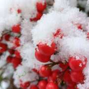 ヒメ日記 2026/01/03 18:40 投稿 田村美紀 五十路マダム 岐阜店