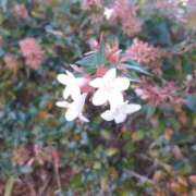 ヒメ日記 2026/01/05 00:00 投稿 田村美紀 五十路マダム 岐阜店