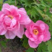 ヒメ日記 2026/01/05 05:30 投稿 田村美紀 五十路マダム 岐阜店