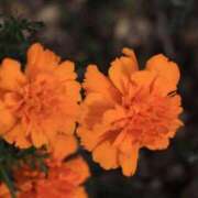 ヒメ日記 2026/01/05 20:02 投稿 田村美紀 五十路マダム 岐阜店